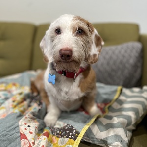 Fundraising Page: Dana Windsor